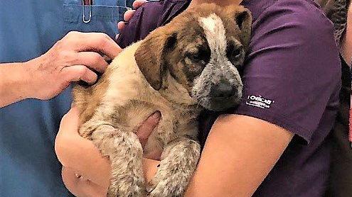 Puppy in Green Valley bee attack now in stable condition